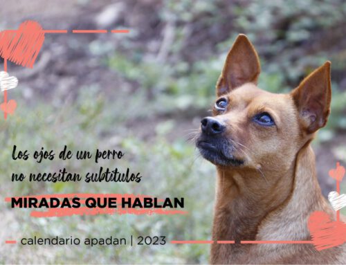 ÚLTIMAS UNIDADES DEL CALENDARIO SOLIDARIO 2023