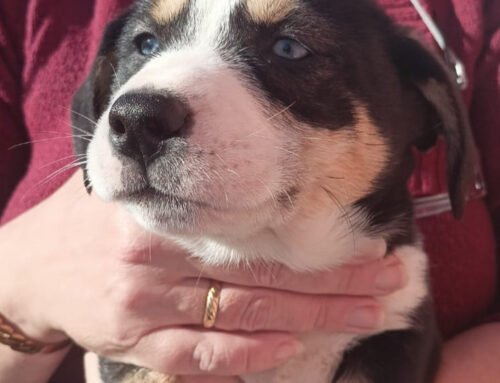 Cachorrita