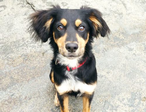 LOKI