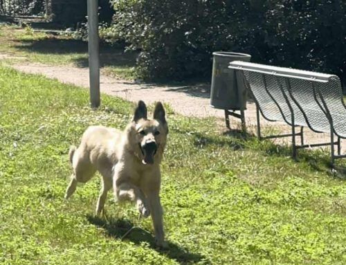 LUNA BUSCA HOGAR