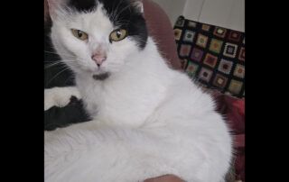 Foto gatita Eyes