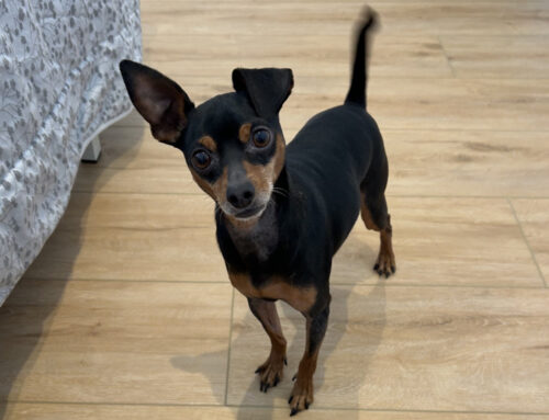 Max