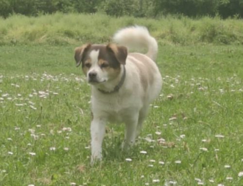 Perdida en Vilasantar