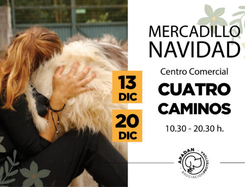 La Navidad solidaria de APADAN vuelve a Cuatro Caminos