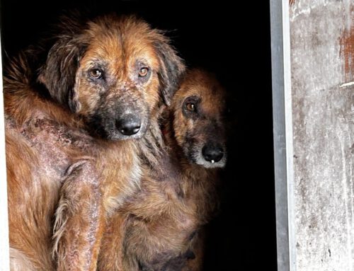 Siete vidas rescatadas: del abandono al comienzo de una segunda oportunidad