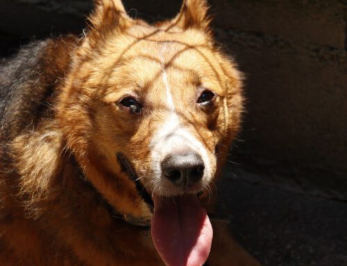 MAGGIE