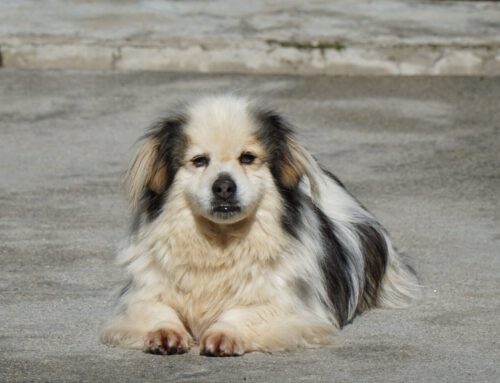 CHISPO