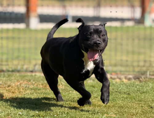 Caco