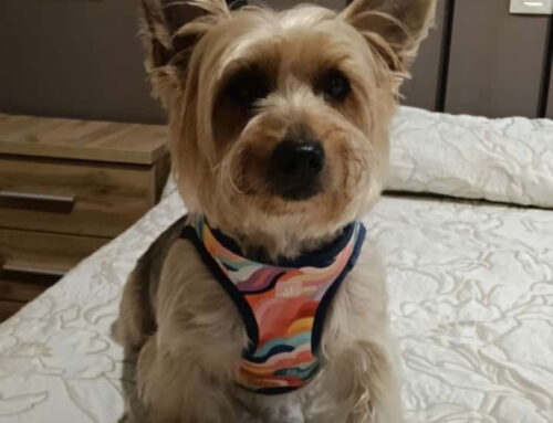 Busca hogar
