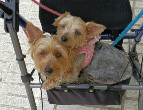 Buscan hogar