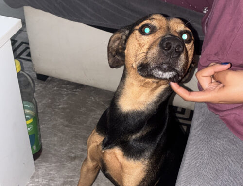 Busca hogar
