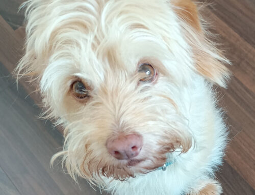 Beethoven