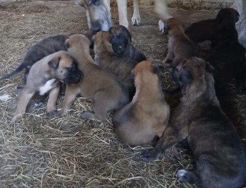 Cachorros